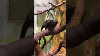 #monkey #shortsvideo #shorts #youtubeshorts #gujjuinhongkong #travel #viralvideo #trending #china