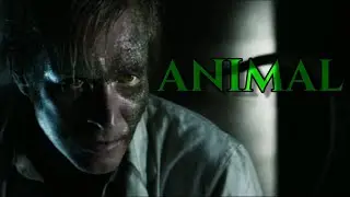 Lizard | Animal