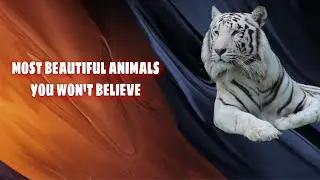 top ten most beautiful animals