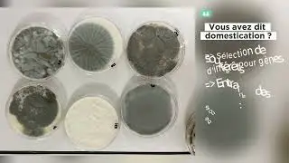 Biodiversité et écosystème : même dans nos fromages