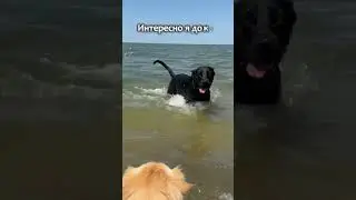 Наши настоящие друзья - ОНИ 😍 #помощьбездомнымживотным #собакасисторией #непокупайприюти