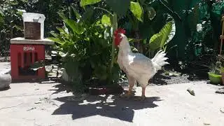 Pirulencio