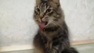 Странная Реакция Кота На Звук Отрываемого Скотча