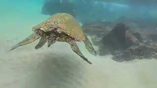 Swimming with the Turtles