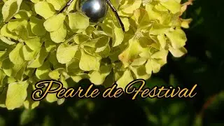 Обзор гортензии Жемчужина Фестиваля (Pearle de Festival) у меня в саду.