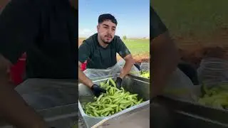 Mevsiminde Tarlasından Topladığımız Acurlarımız, Hijyenik Bir Şekilde Sizler İçin Turşu Yapılıyor 😍