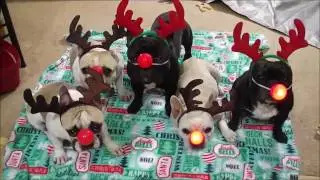 frenchie xmas