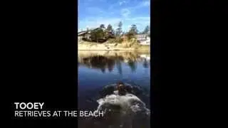 Tooey Retrieves