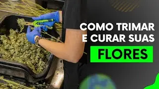 Como TRIMAR e CURAR suas FLORES de Cannabis/Maconha