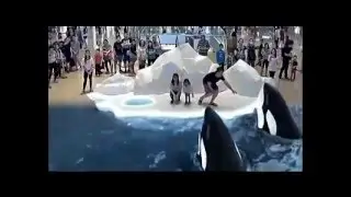животные и их гости