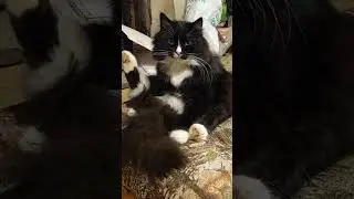 Купили комплект мебели, муж говорит, нафига нам пуфик))