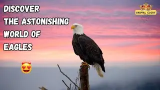 Eagles Facts: Exploring the Majestic Species of Eagles