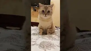Как убедить есть новый корм.