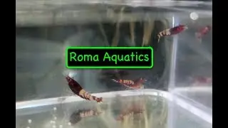 Red Zebra Pinto & Blue Shadow King Kong / Panda Unboxing with Close-Ups - AquariumCreation.com 🆒