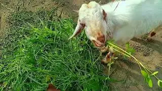 goat and he goat my he goat enjoy faheem khan
