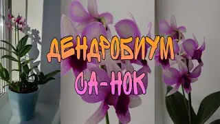 Дендробиум sa-nook. Пересадка. Как добиться цветения у орхидей. Поделилась секретом о цветении