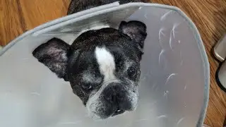 Ngasih makan sih anjing lucu 