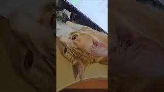 Длинное чудо 🧡