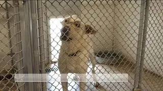 NWA animal shelters ask pet owners to prepare for the 4th of July