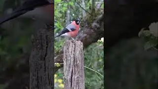 bullfinch finch bird male nature #wildlife #shorts #birds