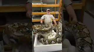 snake egg #shorts #viral