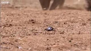 a mongoose