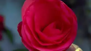 светлые чувства