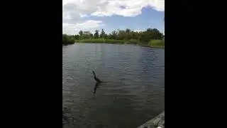 Июльская щука!                   спинниг.воблер.