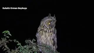 Kulaklı Orman Baykuşu  İstanbul da / vahşi yaşam /doğa /wildlife /bosphorus /İstanbul un kuşları