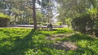 Битва насмерть