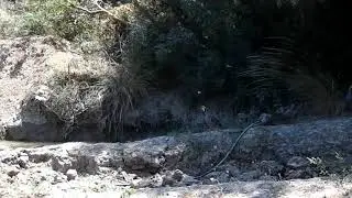 Domuzlar Çakal ve keklik görüntü leri Fotokapan Görüntüleri 