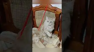 Кот Симба не хочет играть. Simba the cat doesn't want to play. #cat #cute #play #котик#симба#like