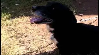 собачка и жевачка (doggy and chew)