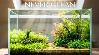 How to Build a Self-Sustaining Tank? (No Filter)