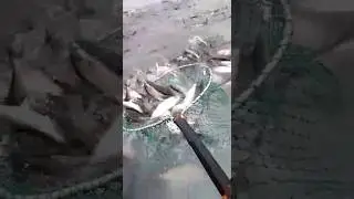 ПРОМЫСЛОВАЯ РЫБАЛКА. СЕЛЬДЬ