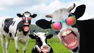Fanny cow dance video & cow song 2024. new cow dance video 2024 ।