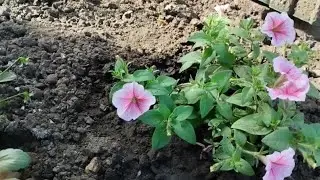Великолепные анютины глазки и ампельная петуния в ОГ🌺обзор Таисии Георгиевны | usadba-semena.ru