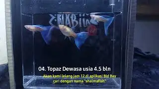Lelang Di aplikasi BID BAY, jam 12 siang