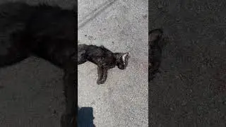 Atropellaron al gatito negro, los automovilistas no respetan la velocidad de zonas residenciales
