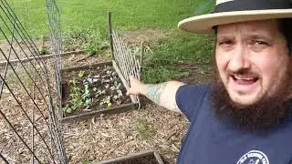 Using Garden Space Wisely (Tips For Growing Lettuce In The Heat)