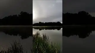 Семейство лебедей на озере в Новом Буяне 