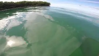 Dolphins in Flordia Keys