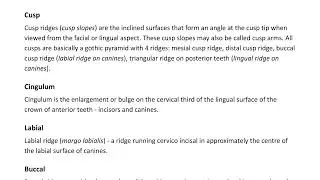The Occlusal Anatomy Of Teeth