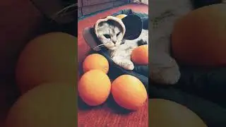 #Шеллимандаринкаапельсинка