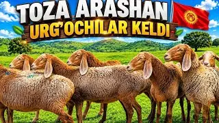 💥Arashanni💥optim joyidan narx arzon👍