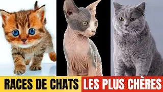 Les Races de Chats les plus Mignonnes, leurs Caractéristiques, et leur Personnalité