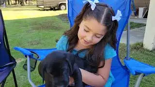 Black Lab puppies Georgia October 2023