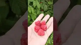 Про малину. Дача как хобби.