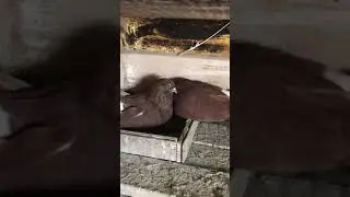 СВГ серпасто выворотные голуби тел 097-405-47-8415 марта 2021 г.
