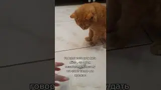 кот и яйца 